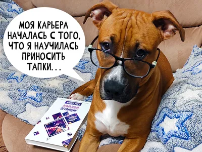 Немного собачьего юмора: мемы про моих собак. | Миссис Гавкинс | Дзен