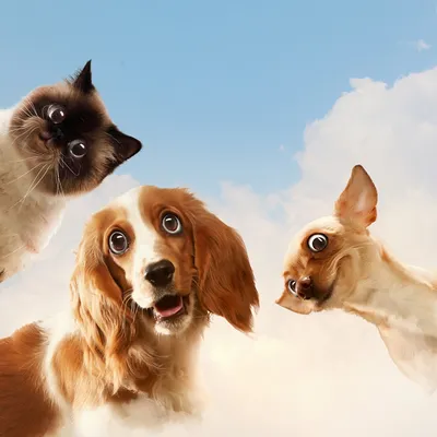 Юмор коты собаки смех счастье» — создано в Шедевруме