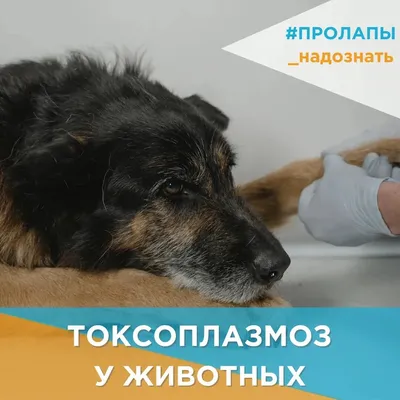 Apicenna Празицид-суспензия Плюс для собак купить в «ЗооОптТорг.РФ»