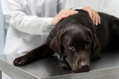 KRKA: Дехинел Плюс, для собак крупных пород, 525/504 мг, 2 таблетки купить  по цене 663 руб. | Планета животных