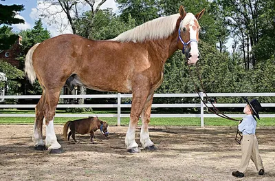 Самая толстая лошадь в мире - 72 фото