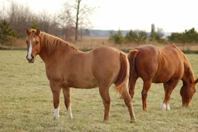 Вот Как Выглядит Самая Большая Лошадь в Мире - YouTube