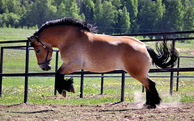 Толстая лошадь - обои для рабочего стола, картинки, фото