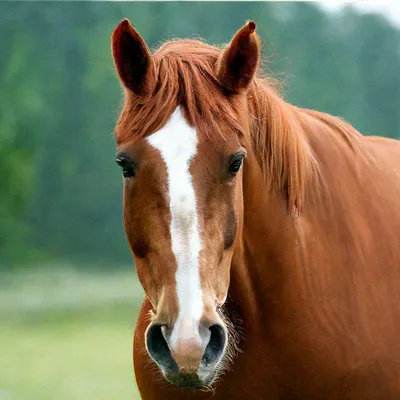 Толстая лошадь - 86 фото
