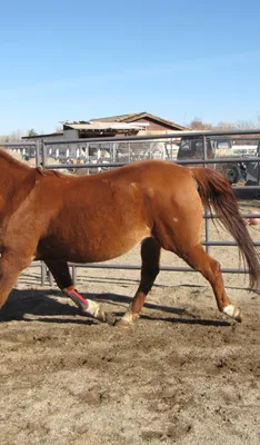 Толстая лошадь арт - 72 фото