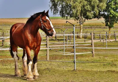 Большая лошадь с другом пони Стоковое Изображение - изображение  насчитывающей жеребец, уэльский: 39863415