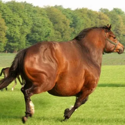 Толстая лошадь фото 