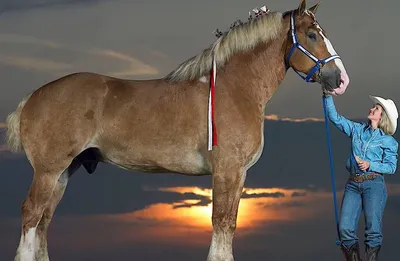 Фото самой высокой лошади в мире опубликовали в сети: большой конь это фейк  - Лапша Медиа