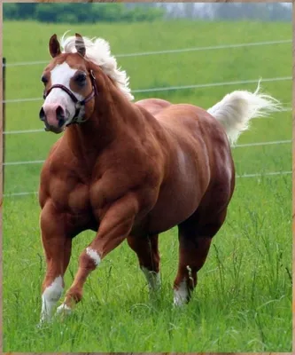 Толстая Лошадь — стоковые фотографии и другие картинки В полный рост - В  полный рост, В профиль, Горизонт - iStock