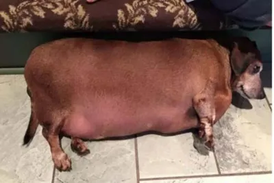 Толстая собака фото фотографии