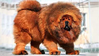 Самая большая собака | Тихий уголок | Дзен
