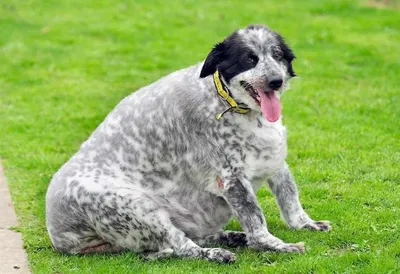 Лохматая толстая собака ест пюре» — создано в Шедевруме