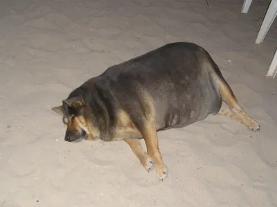 Пропала крупная толстая собака в Московской области | Pet911.ru