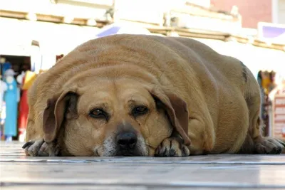 В нижегородском приюте выхаживают 100-килограммового пса :: Новости :: ТВ  Центр