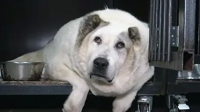 собака супоросая Толстая собака Стоковое Изображение - изображение  насчитывающей изощренно, женщина: 64012457