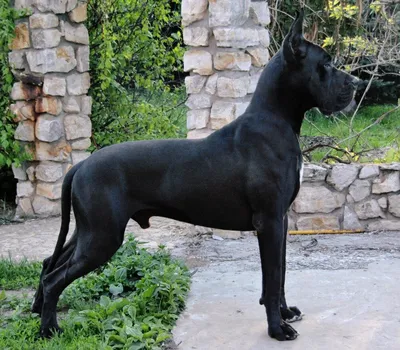 Самая большая собака в мире | Best-top10.ru | Дзен