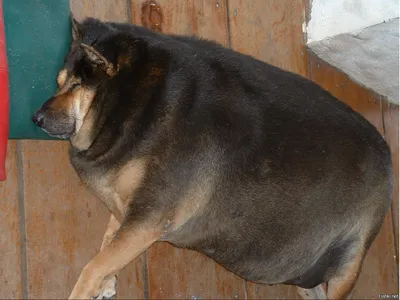 В нижегородском приюте выхаживают 100-килограммового пса :: Новости :: ТВ  Центр