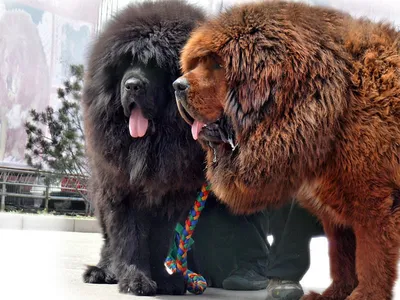 80-килограммовый щенок: как выглядит самая огромная собака на планете
