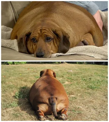Абу - самая большая собака в Великобритании