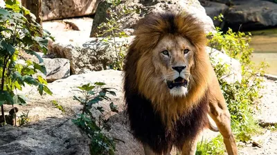 Африканский большой лев, леопард, животные, лицо, холст, живопись, постеры  и принты, животные, львы, настенные художественные фотографии для декора  гостиной – лучшие товары в онлайн-магазине Джум Гик
