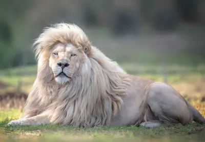большой лев спит на солнце фото, лев неторопливо спит на солнце самец льва,  Hd фотография фото, волосы фон картинки и Фото для бесплатной загрузки