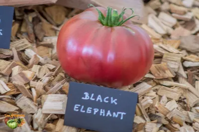 Чёрный слон - Ч — сорта томатов - tomat-pomidor.com - отзывы на форуме |  каталог