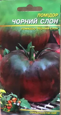 Черный слон - Помидоры - tomat-pomidor.com
