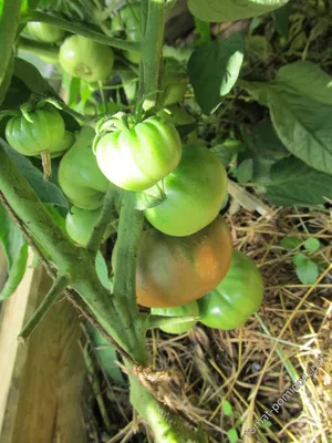 Выбор томатов для теплицы на 2021 год: сорта, которые проверены временем  (что я выбрала на огородный сезон) | Дачная жизнь | Дзен