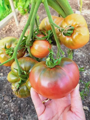Черные помидоры: вкусно или дань моде - полезные статьи о садоводстве от  Agro-Market