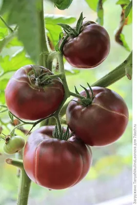Чёрный слон - Ч — сорта томатов - tomat-pomidor.com - отзывы на форуме |  каталог