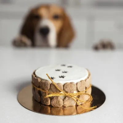 Торт с фигуркой собаки на заказ