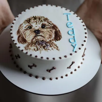 В Москве теперь можно заказать торт для собаки - KP.RU
