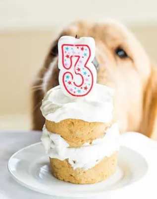 Реакция этой собаки на свой торт ко дню рождения бесценна