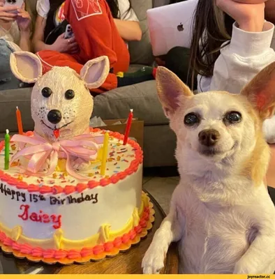 Бесплатное изображение: день рождения торт, ручной работы, три, Триколор,  собаки, торт, вкусный