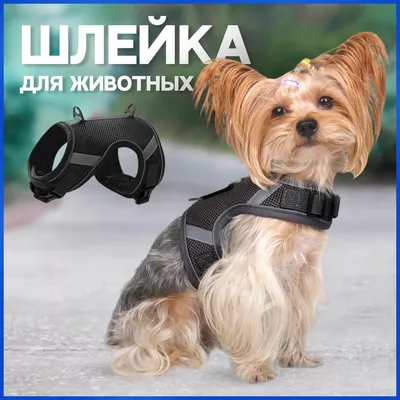 Шлейка для собак и кошек с поводком, товары для животных - купить с  доставкой по выгодным ценам в интернет-магазине OZON (727409286)