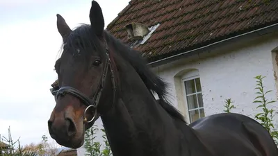 Тракененская лошадь: описание породы, особенности характера и ухода