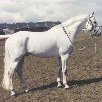Белая лошадь Тракененская порода | Trakehner, Warmblood horses, Horses