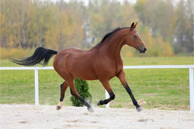 тракененская порода лошадей | Лошади, Морды животных, Конюшни