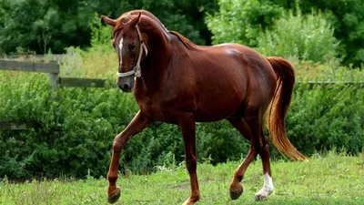 Тракененская лошадь, жеребенок 13758 купить по низкой цене в  интернет-магазине МаМаМа.РФ