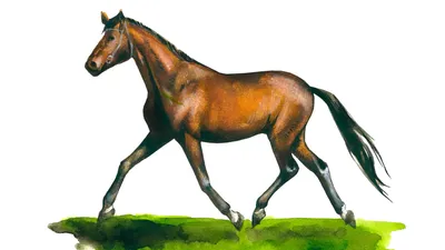 Купить фигурка Schleich Тракененская лошадь. жеребец коричневый (13756),  цены на Мегамаркет