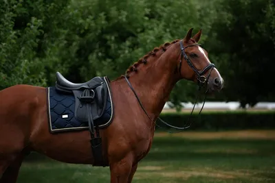 Тракененская лошадь, жеребец 13756 купить по низкой цене в  интернет-магазине МаМаМа.РФ