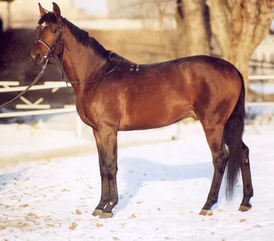 Тракененская лошадь (мерин) купить Украина | Товары для конного спорта  Equine House