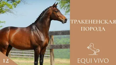 Лошади Тракенены разведение и особенности породы | Коневодство | Тракененская  порода лошадей - YouTube