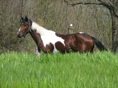 Продается лошадь, Тракененская порода, Полтавская область: Верховые лошади  на Agronet