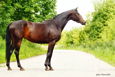 VisitPrussia.com — Родом из Восточной Пруссии – Тракененская порода лошадей