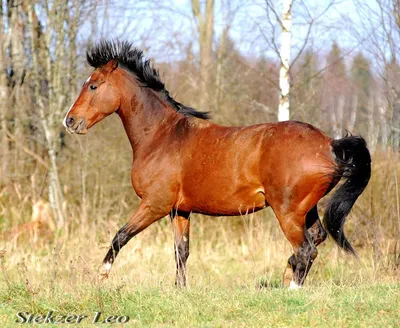 Тракененская порода лошадей