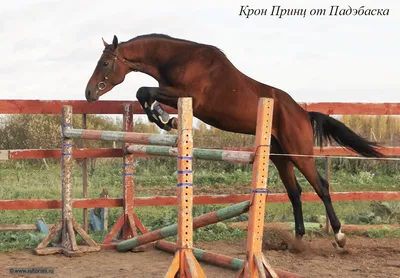 Тракененская - фотографии - equestrian.ru
