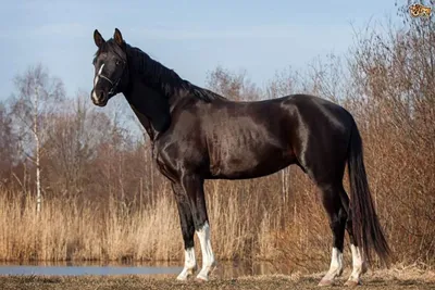 Тракененская лошадь - 70 фото
