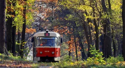 Пуща-Водица, трамвай 12 - можно ли ходить в лес и отдыхать на озерах в Пуще- Водице — УНИАН