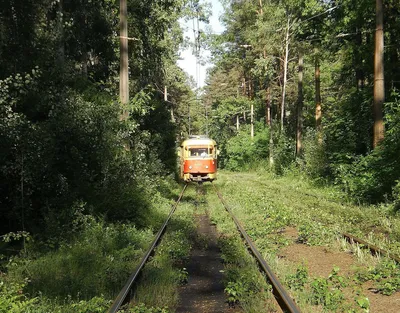 Пуща-Водица, трамвай 12 - можно ли ходить в лес и отдыхать на озерах в Пуще- Водице — УНИАН